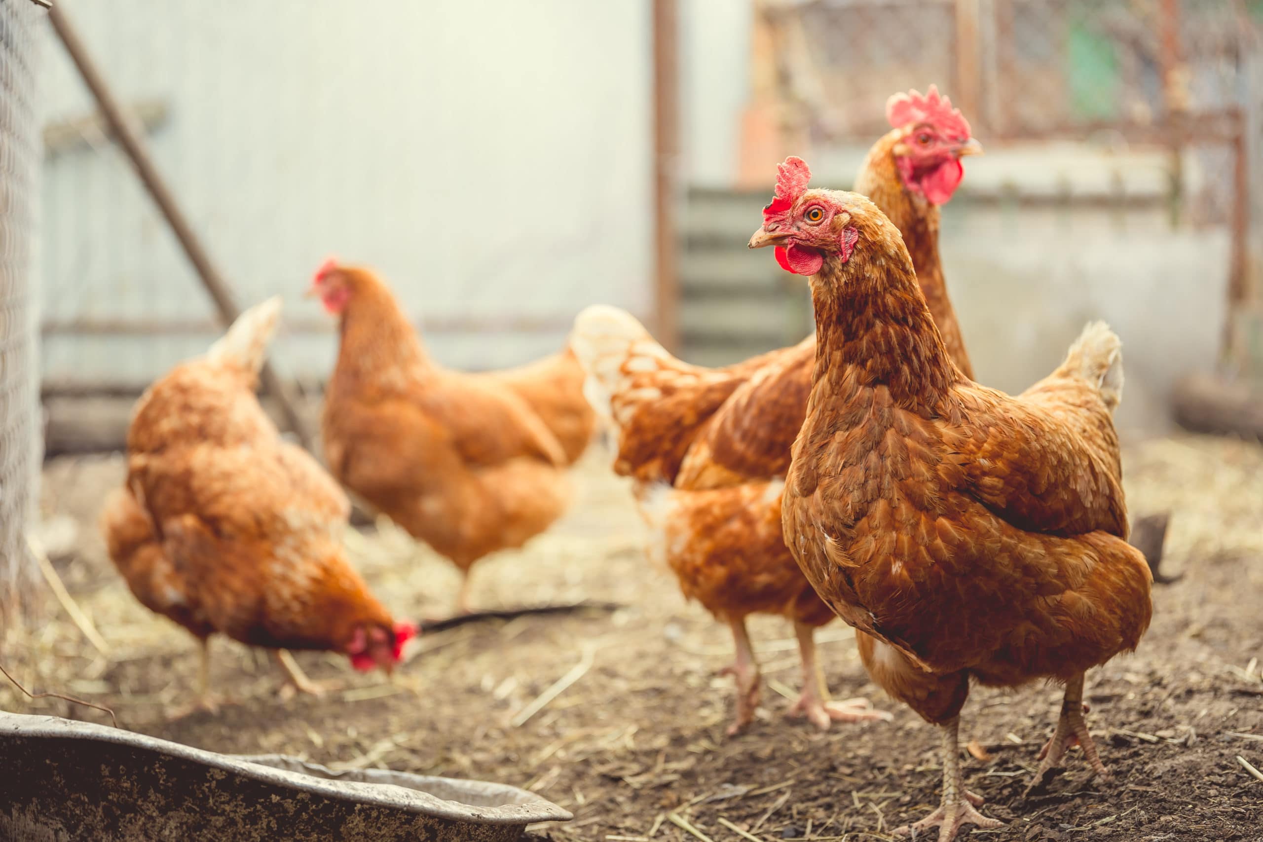 Keeping Backyard Chickens for Beginners – Free Workshop