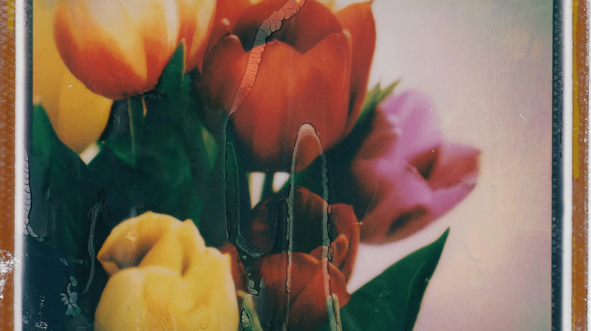 Tulip Splendour: Parkinson’s Art Show