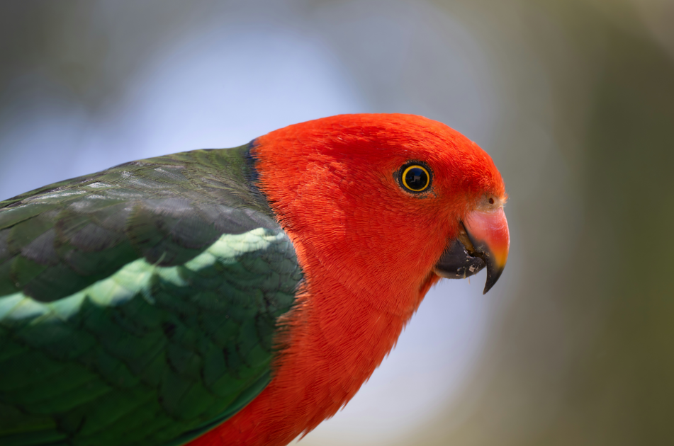 Aussie Bird Count Bird Walk