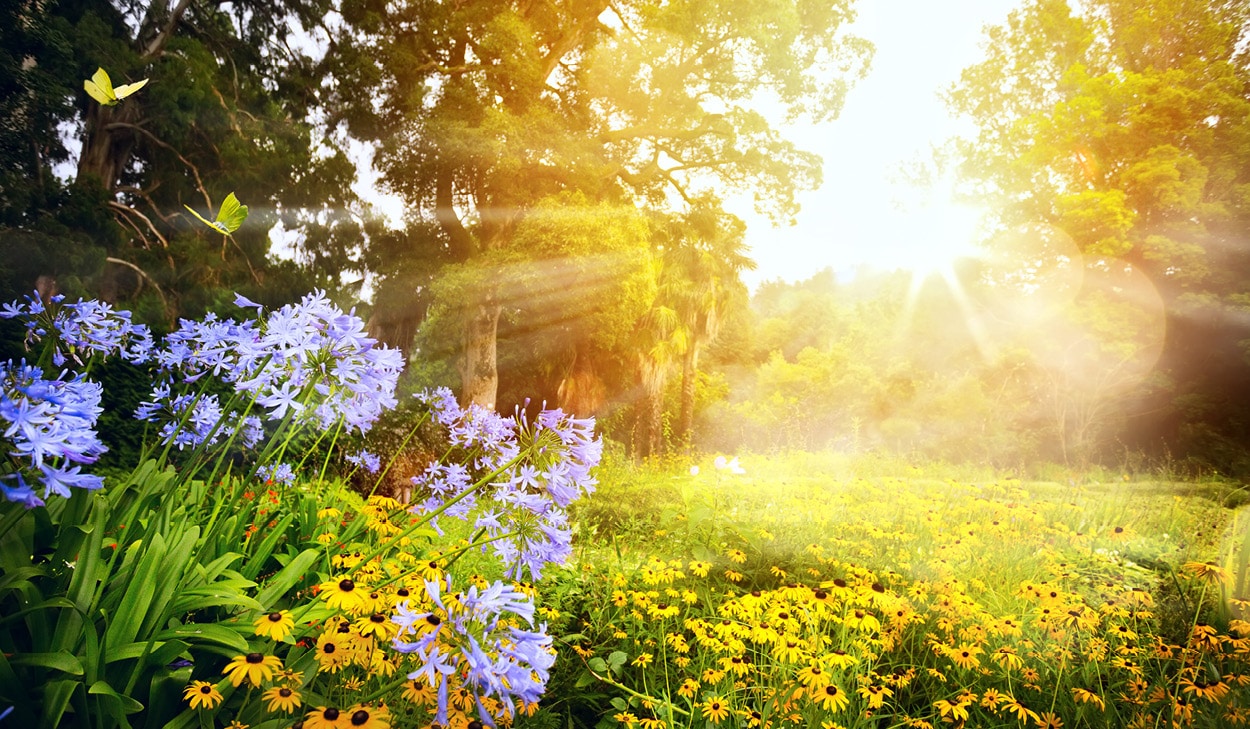 Literary High Tea at Maddies of Bolwarra