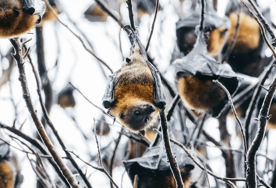 Flying Fox Spring Tree Planting