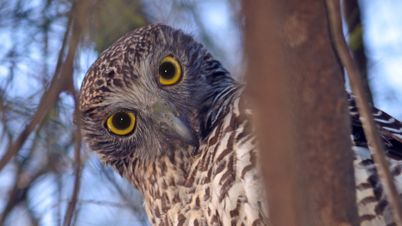 Get involved in Citizen Science