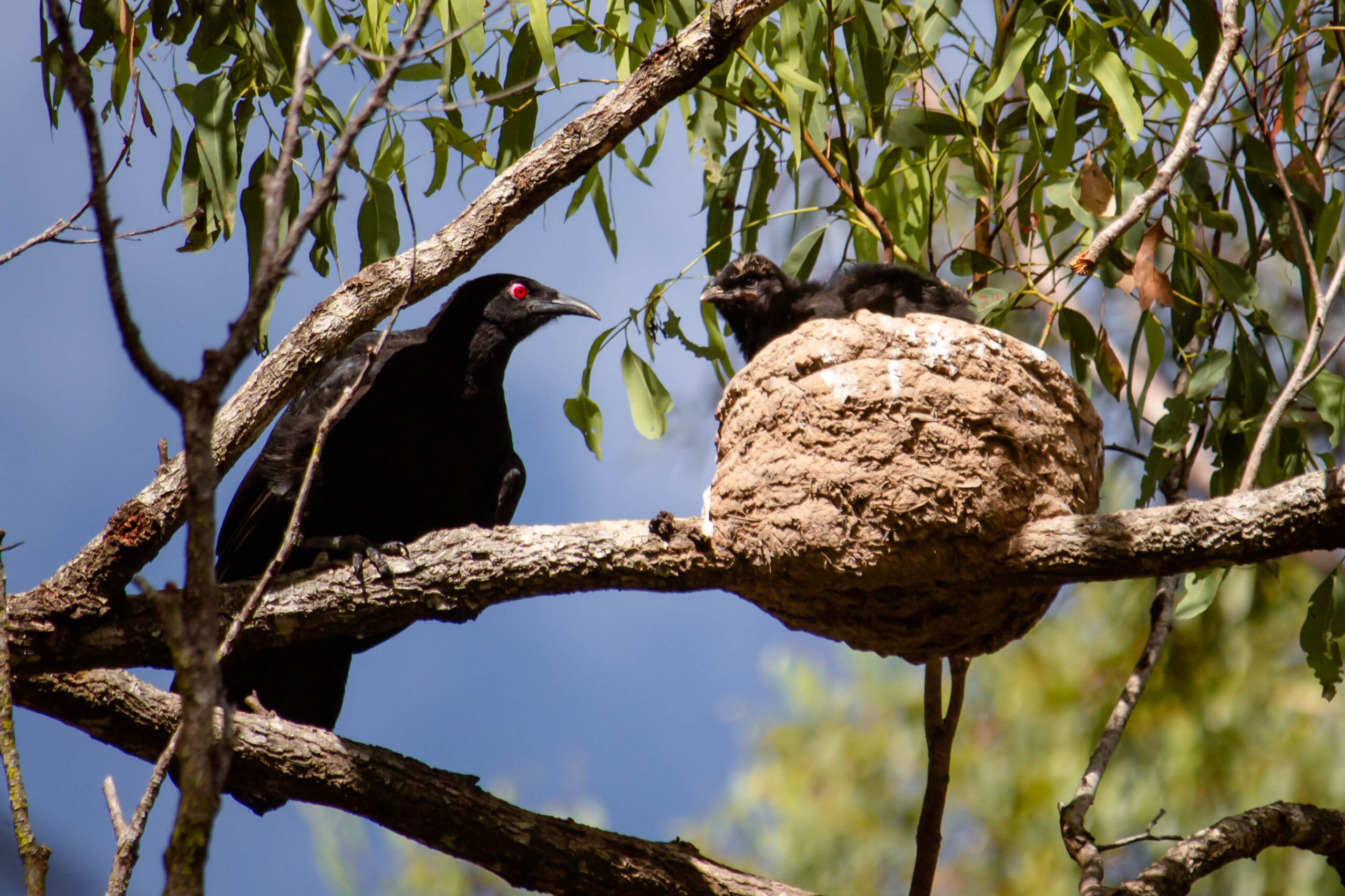 Signs in the Wild Bird Walk
