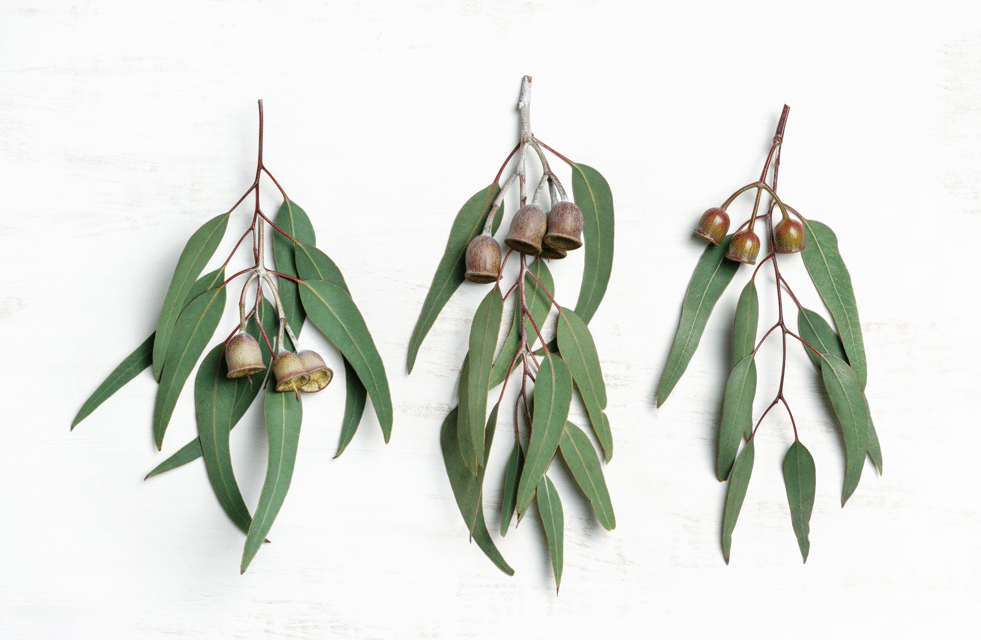 Leaf Art with Jade Goodwin
