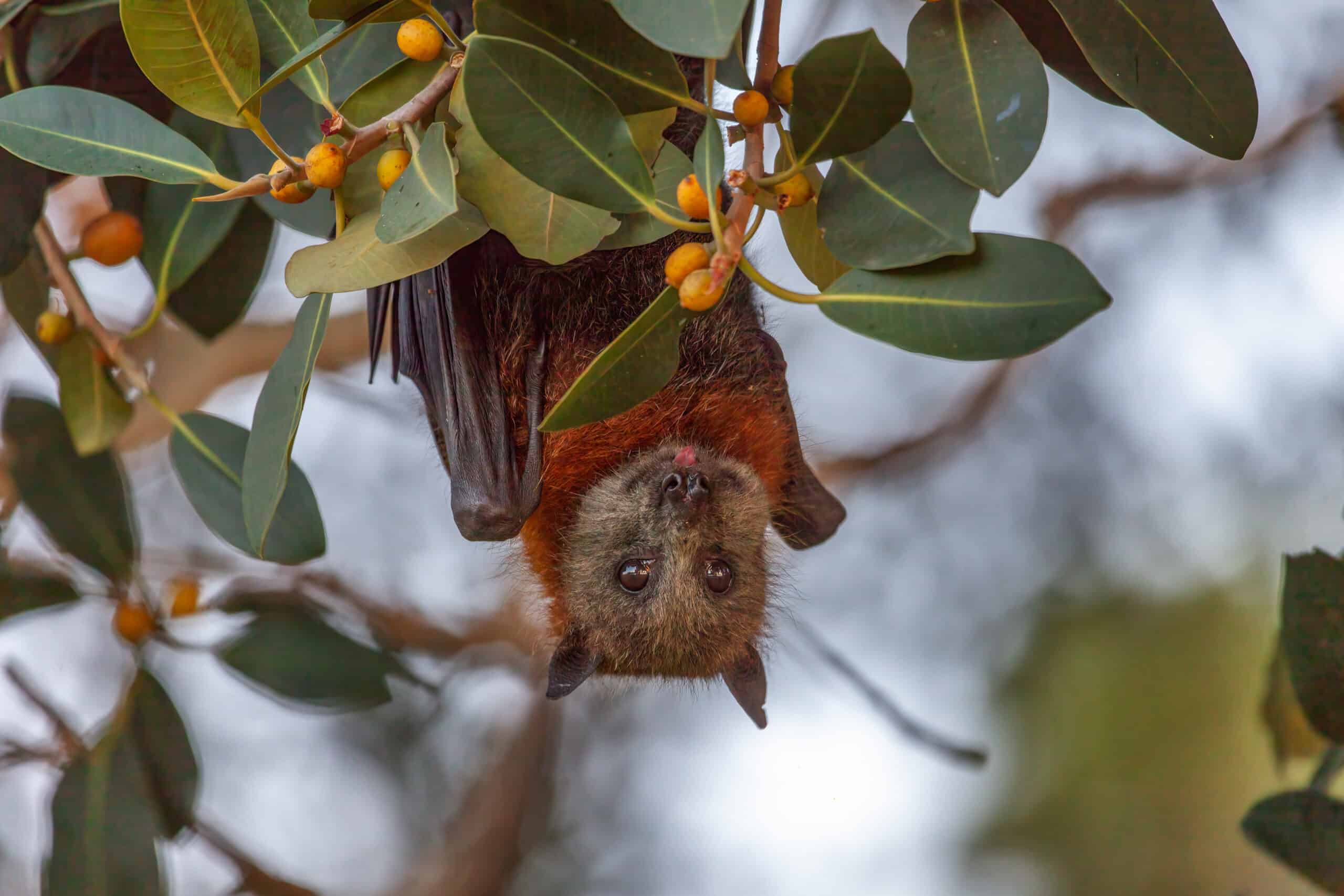National Science Week Flying Fox Storytimes