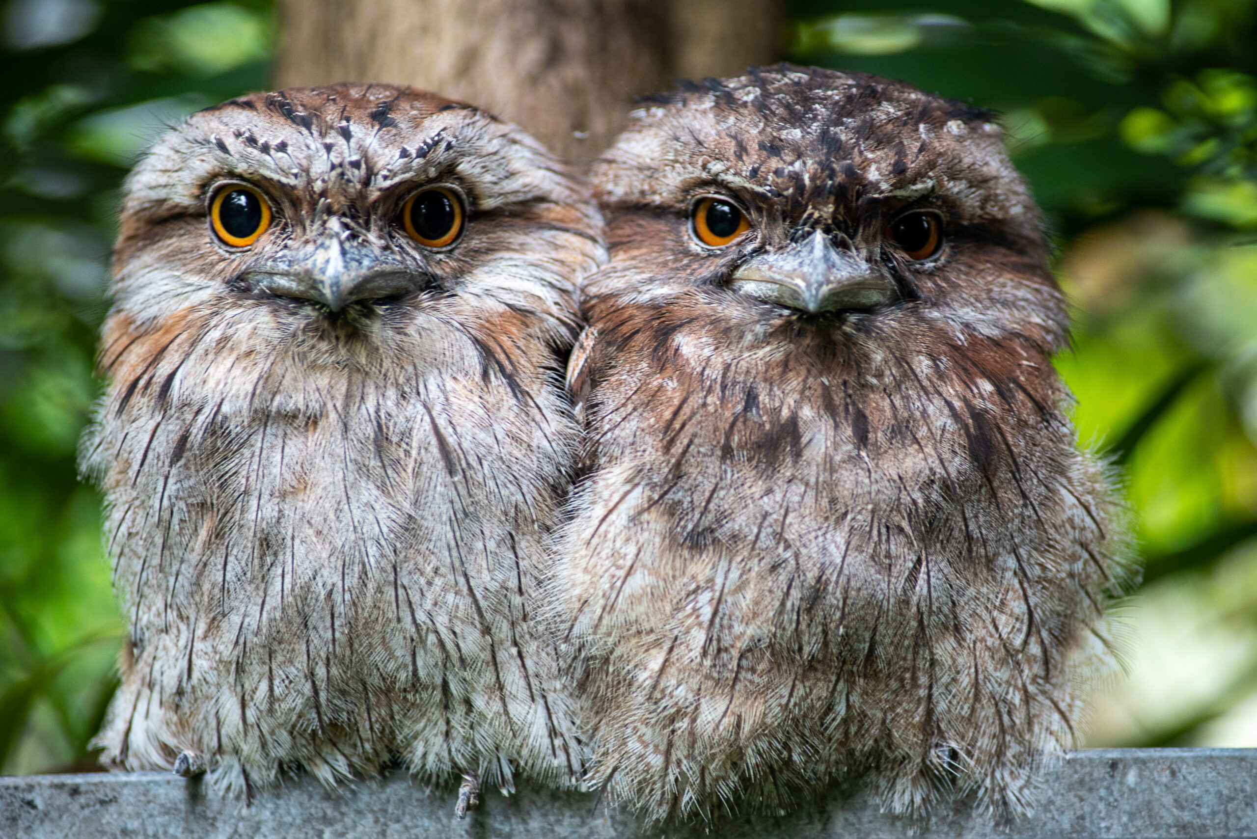 Tawny Frogmouth Bird walk