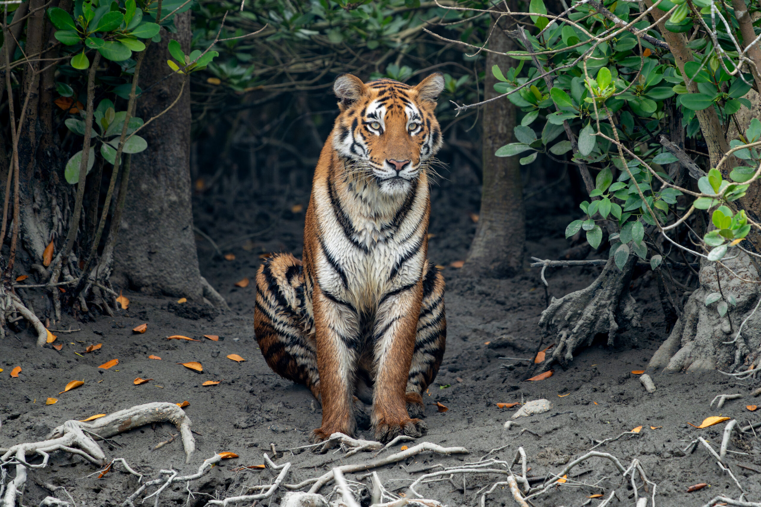 Bengali Storytime – Bonobibi and the Sundarbans